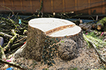 Baumstumpf